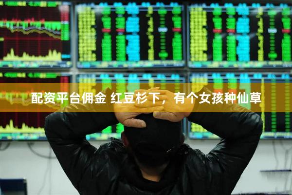 配资平台佣金 红豆杉下，有个女孩种仙草